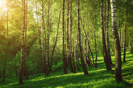 Grove of birches with young green leaves at sunset or sunrise in spring or early summer. Vintage film aesthetic.の写真素材