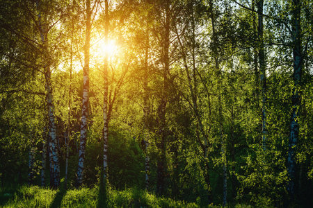 Grove of birches with young green leaves at sunset or sunrise in spring or early summer. Vintage film aesthetic.の写真素材