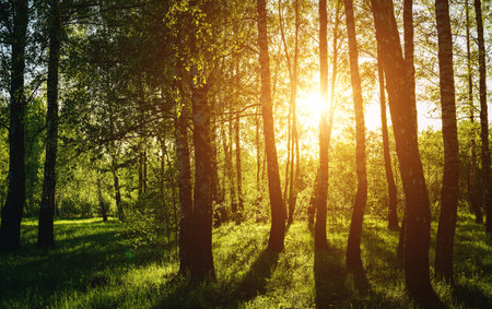 Grove of birches with young green leaves at sunset or sunrise in spring or early summer. Vintage film aesthetic.の写真素材