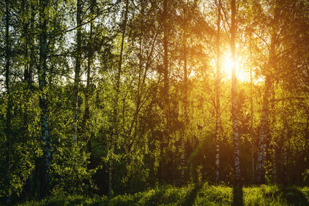 Grove of birches with young green leaves at sunset or sunrise in spring or early summer. Vintage film aesthetic.の写真素材
