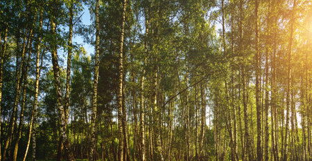 Grove of birches with young green leaves at sunset or sunrise in spring or early summer. Vintage film aesthetic.の写真素材