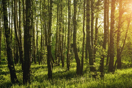 Grove of birches with young green leaves at sunset or sunrise in spring or early summer. Vintage film aesthetic.の写真素材