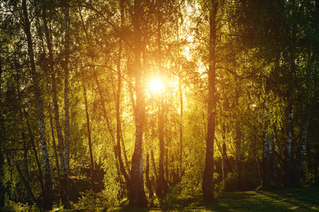 Grove of birches with young green leaves at sunset or sunrise in spring or early summer. Vintage film aesthetic.の写真素材