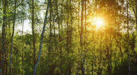 Grove of birches with young green leaves at sunset or sunrise in spring or early summer. Vintage film aesthetic.の写真素材