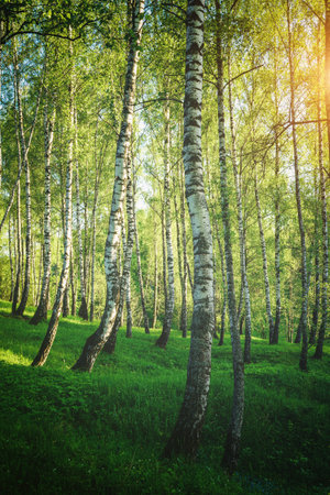 Grove of birches with young green leaves at sunset or sunrise in spring or early summer. Vintage film aesthetic.の写真素材