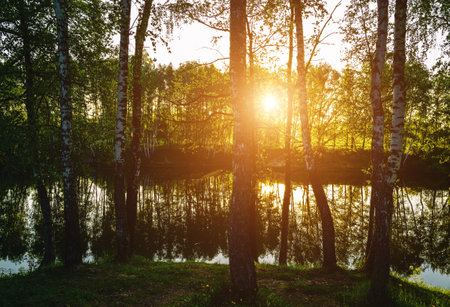Sunrise or sunset near the pond with birches on a sunny summer day. Landscape. Vintage film aesthetic.の写真素材