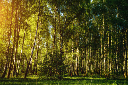 Grove of birches with young green leaves at sunset or sunrise in spring or early summer. Vintage film aesthetic.の写真素材