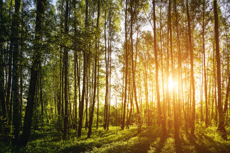 Grove of birches with young green leaves at sunset or sunrise in spring or early summer. Vintage film aesthetic.の写真素材