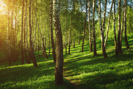 Grove of birches with young green leaves at sunset or sunrise in spring or early summer. Vintage film aesthetic.の写真素材