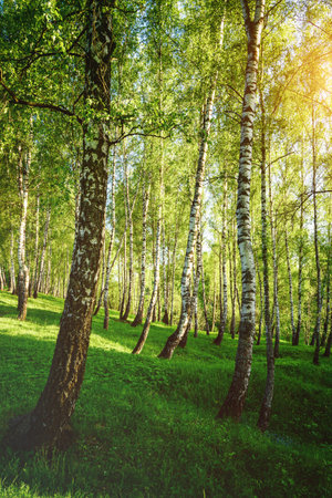 Grove of birches with young green leaves at sunset or sunrise in spring or early summer. Vintage film aesthetic.の写真素材