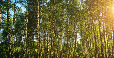 Grove of birches with young green leaves at sunset or sunrise in spring or early summer. Vintage film aesthetic.の写真素材