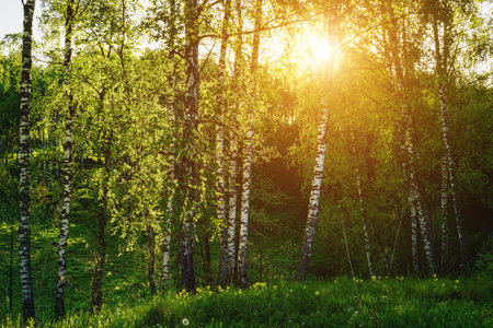 Grove of birches with young green leaves at sunset or sunrise in spring or early summer. Vintage film aesthetic.の写真素材
