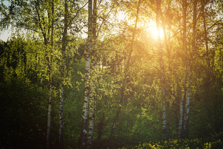 Grove of birches with young green leaves at sunset or sunrise in spring or early summer. Vintage film aesthetic.の写真素材
