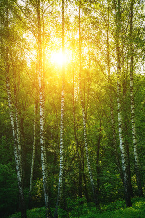 Grove of birches with young green leaves at sunset or sunrise in spring or early summer. Vintage film aesthetic.の写真素材