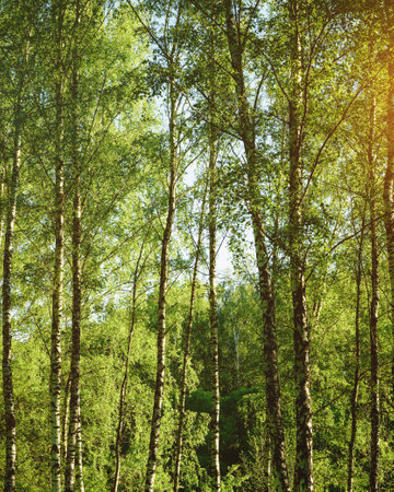 Grove of birches with young green leaves at sunset or sunrise in spring or early summer. Vintage film aesthetic.の写真素材