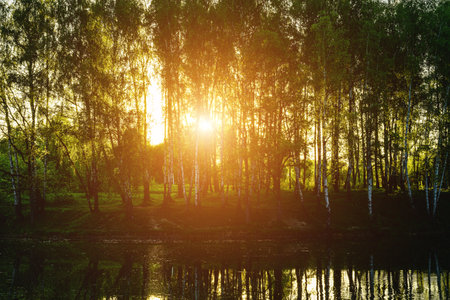 Sunrise or sunset near the pond with birches on a sunny summer day. Landscape. Vintage film aesthetic.の写真素材
