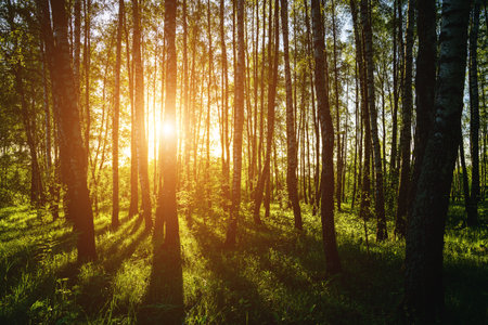 Grove of birches with young green leaves at sunset or sunrise in spring or early summer. Vintage film aesthetic.の写真素材