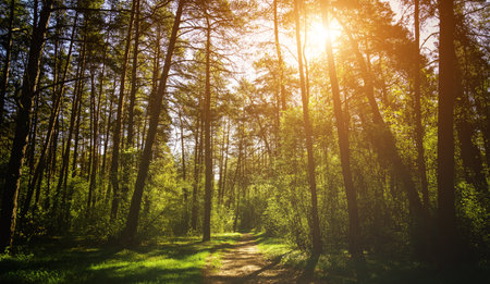 Sunbeams streaming through the pine trees and illuminating the young green foliage on the bushes in the pine forest in springtime. Vintage film aesthetic.の写真素材