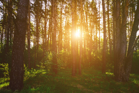 Sunbeams streaming through the pine trees and illuminating the young green foliage on the bushes in the pine forest in springtime. Vintage film aesthetic.の写真素材