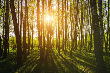 Sunset or sunrise in a spring birch forest with bright young foliage glowing in the rays of the sun and shadows from trees. Vintage film aesthetic.の写真素材