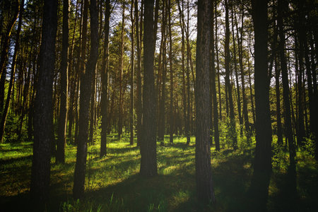 Sunbeams streaming through the pine trees and illuminating the young green foliage on the bushes in...