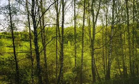 Sunset or sunrise in a spring birch forest with bright young foliage glowing in the rays of the sun and shadows from trees. Vintage film aesthetic.の写真素材