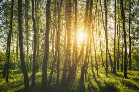 Grove of birches with young green leaves at sunset or sunrise in spring or early summer. Vintage film aesthetic.の写真素材