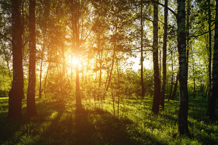 Grove of birches with young green leaves at sunset or sunrise in spring or early summer. Vintage film aesthetic.の写真素材