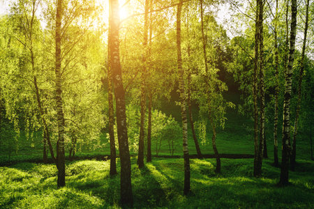 Grove of birches with young green leaves at sunset or sunrise in spring or early summer. Vintage film aesthetic.の写真素材