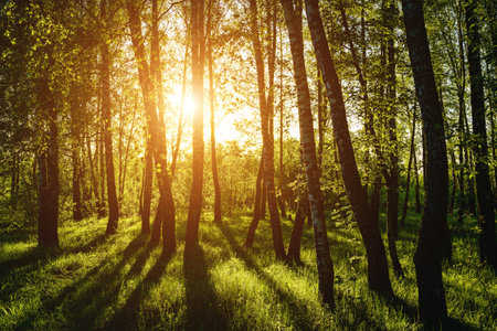 Grove of birches with young green leaves at sunset or sunrise in spring or early summer. Vintage film aesthetic.の写真素材