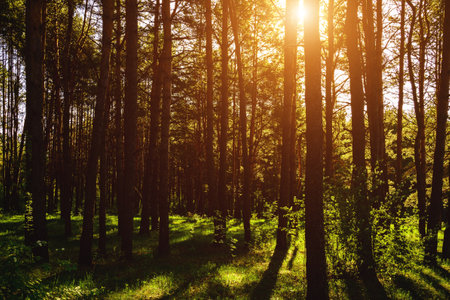 Sunbeams streaming through the pine trees and illuminating the young green foliage on the bushes in the pine forest in springtime. Vintage film aesthetic.の写真素材