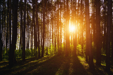 Sunbeams streaming through the pine trees and illuminating the young green foliage on the bushes in the pine forest in springtime. Vintage film aesthetic.の写真素材