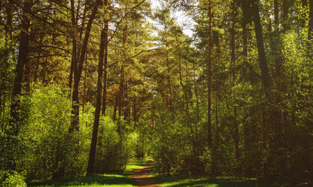 Sunbeams streaming through the pine trees and illuminating the young green foliage on the bushes in the pine forest in springtime. Vintage film aesthetic.の写真素材