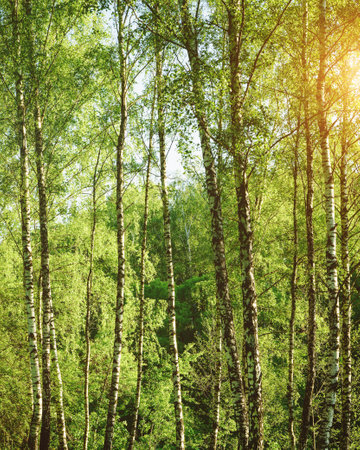Grove of birches with young green leaves at sunset or sunrise in spring or early summer. Vintage film aesthetic.の写真素材