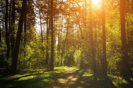 Sunbeams streaming through the pine trees and illuminating the young green foliage on the bushes in the pine forest in springtime. Vintage film aesthetic.の写真素材