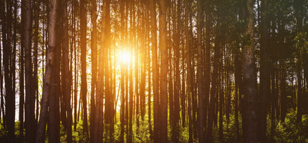 Sunbeams streaming through the pine trees and illuminating the young green foliage on the bushes in the pine forest in springtime. Vintage film aesthetic.の写真素材