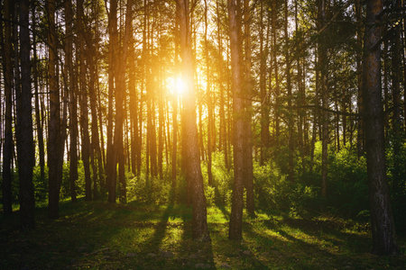 Sunbeams streaming through the pine trees and illuminating the young green foliage on the bushes in the pine forest in springtime. Vintage film aesthetic.の写真素材