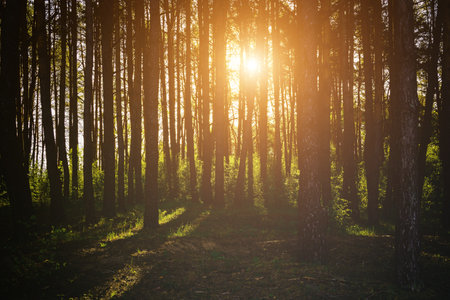 Sunbeams streaming through the pine trees and illuminating the young green foliage on the bushes in the pine forest in springtime. Vintage film aesthetic.の写真素材