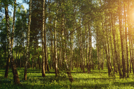 Grove of birches with young green leaves at sunset or sunrise in spring or early summer. Vintage film aesthetic.の写真素材