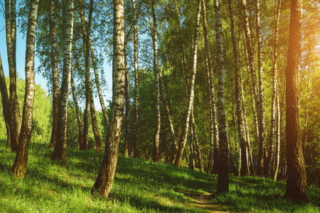 Grove of birches with young green leaves at sunset or sunrise in spring or early summer. Vintage film aesthetic.の写真素材