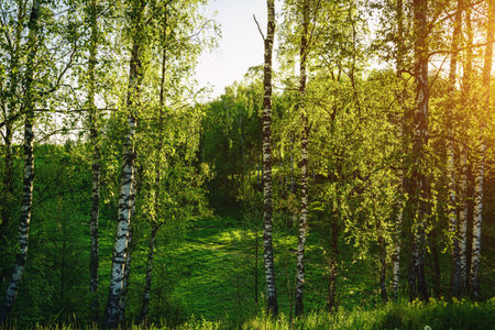 Grove of birches with young green leaves at sunset or sunrise in spring or early summer. Vintage film aesthetic.の写真素材