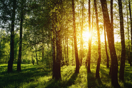 Grove of birches with young green leaves at sunset or sunrise in spring or early summer. Vintage film aesthetic.の写真素材