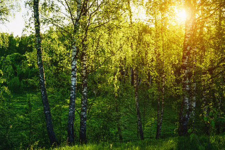Grove of birches with young green leaves at sunset or sunrise in spring or early summer. Vintage film aesthetic.の写真素材
