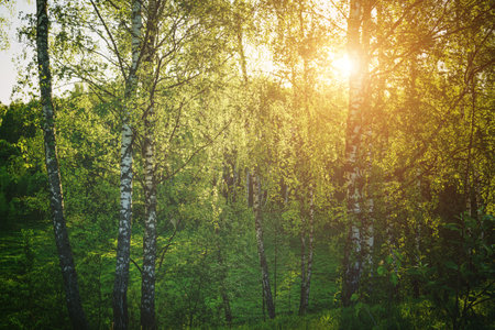 Grove of birches with young green leaves at sunset or sunrise in spring or early summer. Vintage film aesthetic.の写真素材