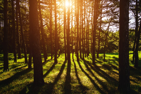 Sunbeams streaming through the pine trees and illuminating the young green foliage on the bushes in the pine forest in springtime. Vintage film aesthetic.の写真素材