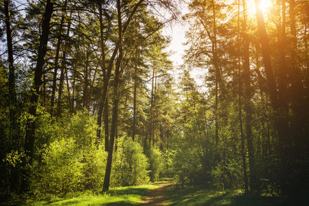 Sunbeams streaming through the pine trees and illuminating the young green foliage on the bushes in the pine forest in springtime. Vintage film aesthetic.の写真素材