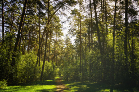 Sunbeams streaming through the pine trees and illuminating the young green foliage on the bushes in the pine forest in springtime. Vintage film aesthetic.の写真素材