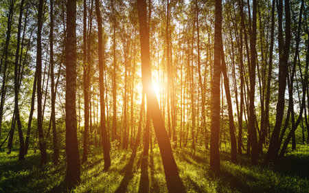 Grove of birches with young green leaves at sunset or sunrise in spring or early summer. Vintage film aesthetic.の写真素材