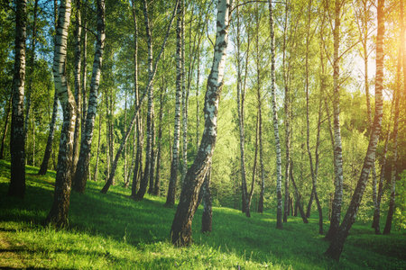 Grove of birches with young green leaves at sunset or sunrise in spring or early summer. Vintage film aesthetic.の写真素材