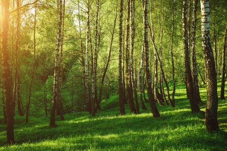 Grove of birches with young green leaves at sunset or sunrise in spring or early summer. Vintage film aesthetic.の写真素材